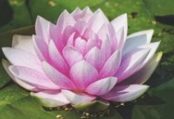 孙玲：从流水线工人到谷歌程序员